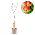 Green boutiQ - Fruitplant - Appelboom - Malus domestica Jonagold - Geel groene Appel - Pot 21cm Hoogte 90cm