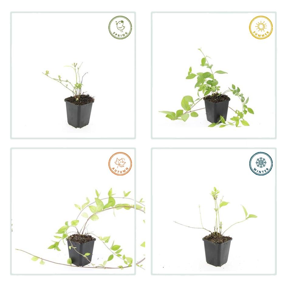 48x Vinca major 'Alba' - ↕10-25cm - Ø9cm