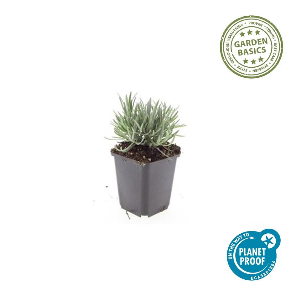 40x Lavandula int. 'Edelweiss' - ↕10-25cm - Ø9cm