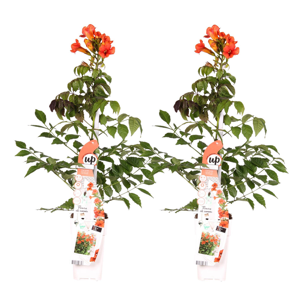2x - Campsis Summer Jazz 'Fire Trumpet' - ↨65cm - Ø15