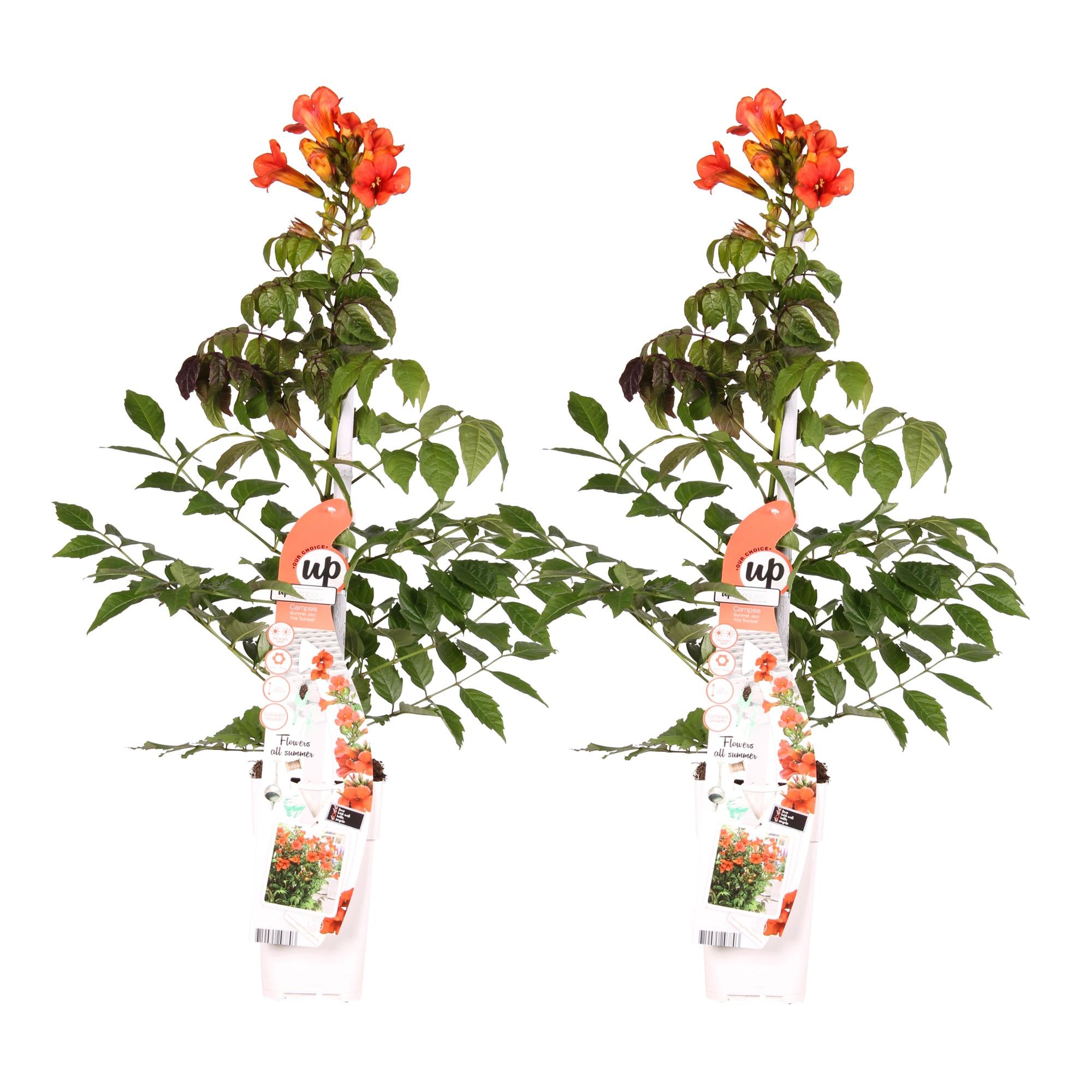2x - Campsis Summer Jazz 'Fire Trumpet' - ↨65cm - Ø15