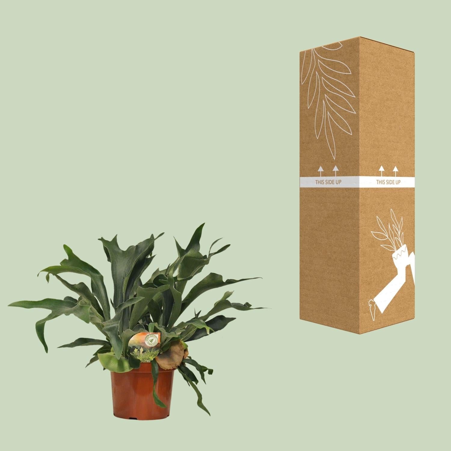 Platycerium Bifurcatum - Ø26cm - ↕80cm