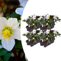 Helleborus niger ‘Christmas Carol’ – Set van 24 Kerstrozen (4 x Sixpack)