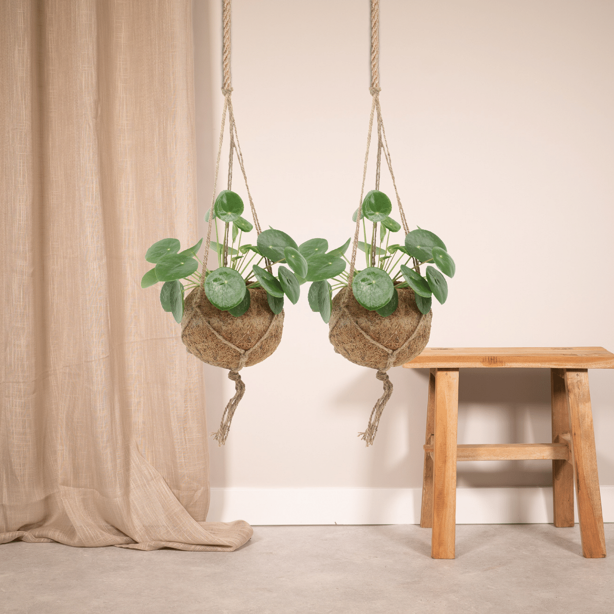 2x Kokodama Pilea Peperomiodes - Pannekoekenplant - 20cm - ø15