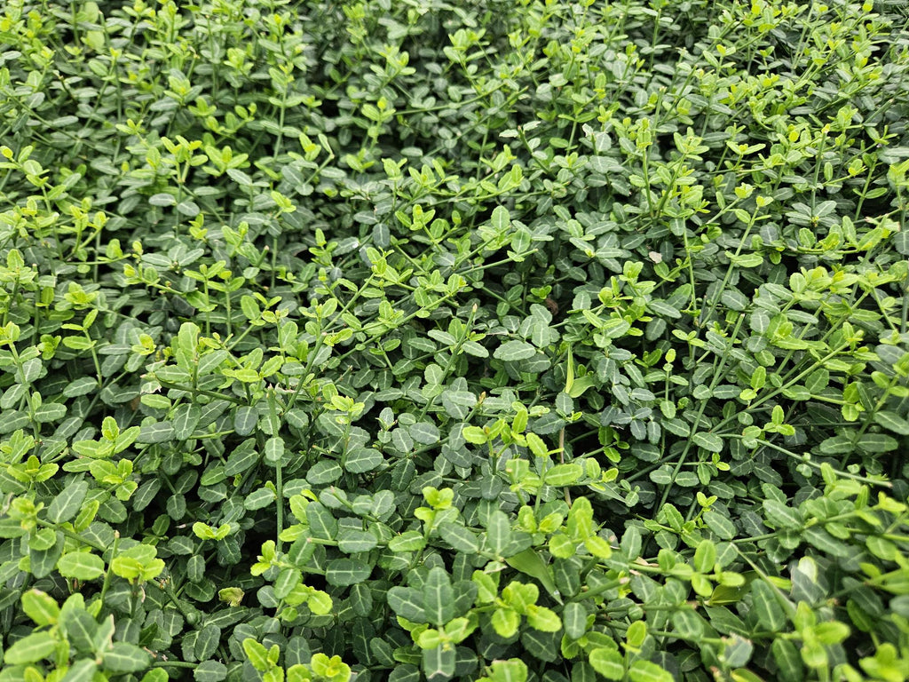 24x Euonymus fort. 'Minimus' - ↕10-25cm - Ø9cm