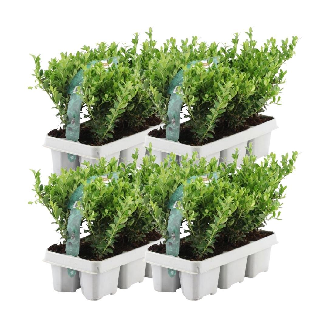 4 x 6 pack Ilex crenata 'Jenny' - Ø7 cm - ↕15 cm