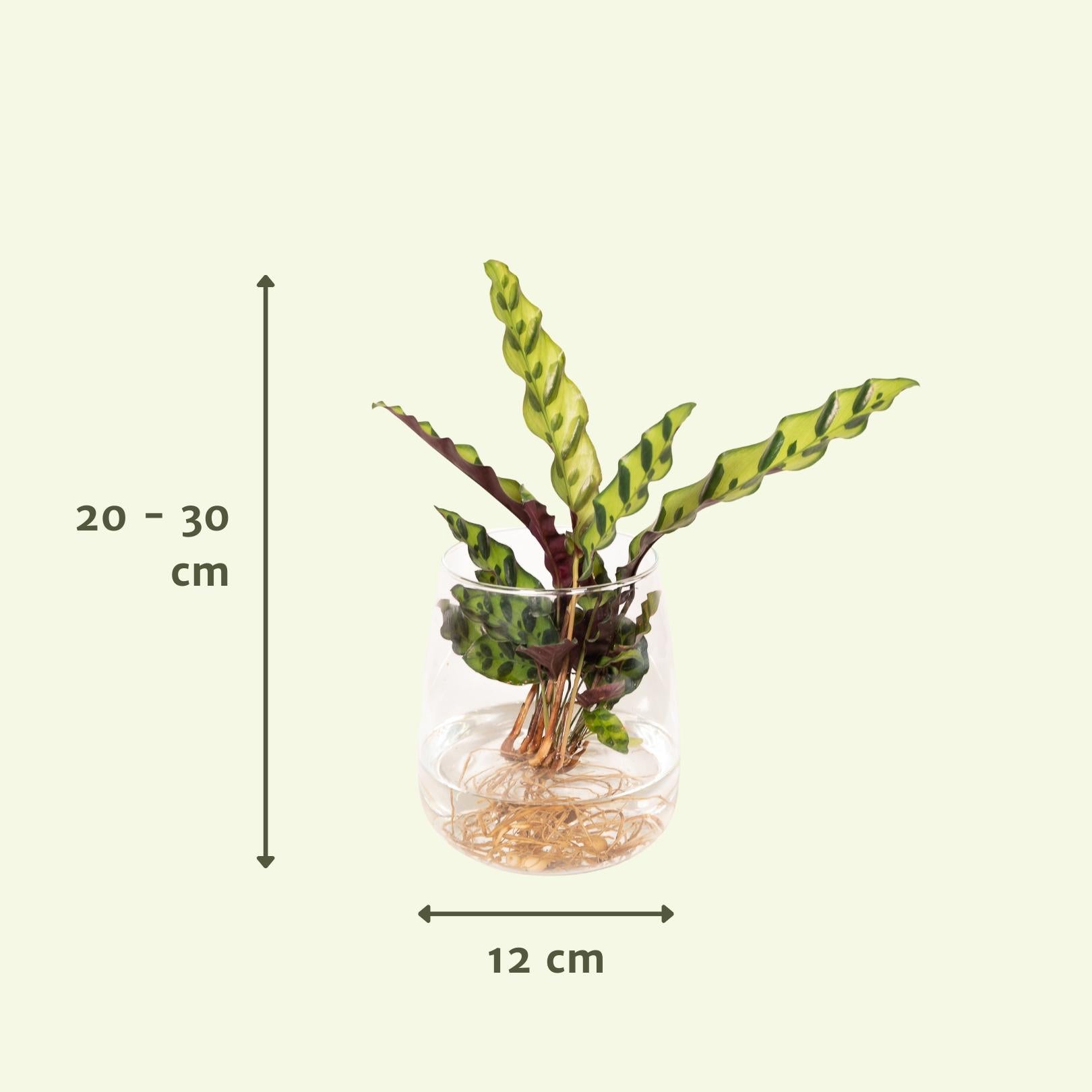 Calathea Insignis in Kingston glas - Ø12cm - ↕30cm
