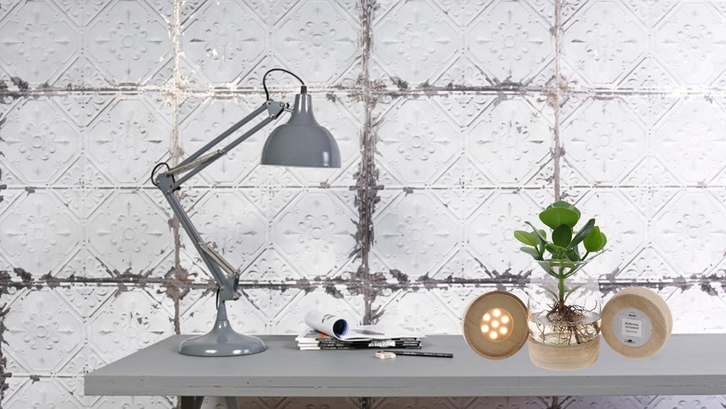 Clusia In Kingston Glas + LED - Ø12cm - ↕30cm