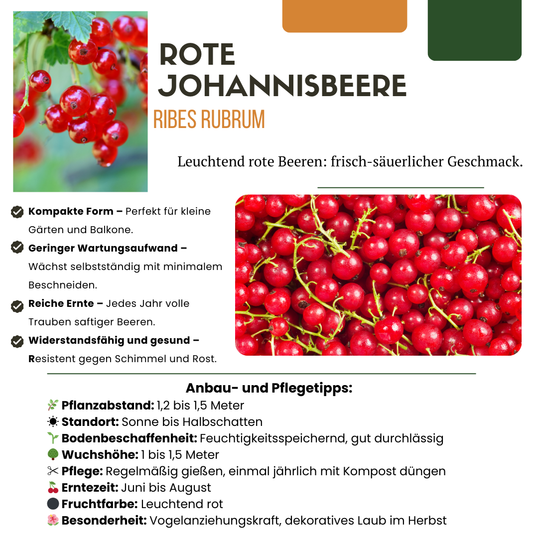 "Vruchten oase" BIO Fruitplanten mix set van 5 verschillende soorten