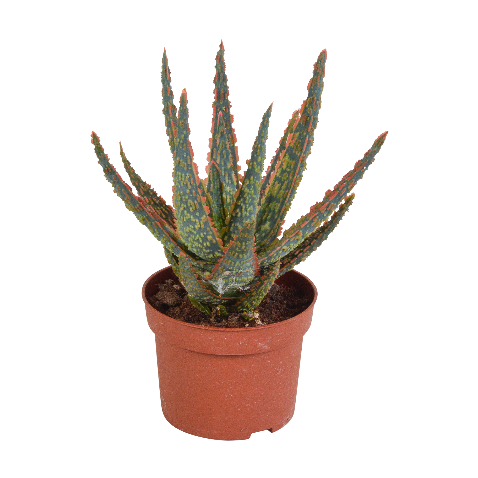 Aloë zebrina Dannyz 10,5cm - zonder pot