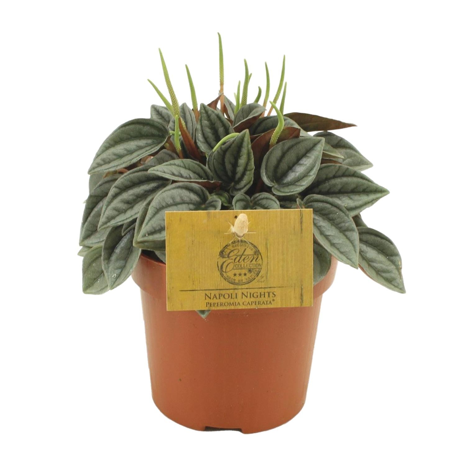 Peperomia Napoli Nights - Ø10,5cm - ↕15cm