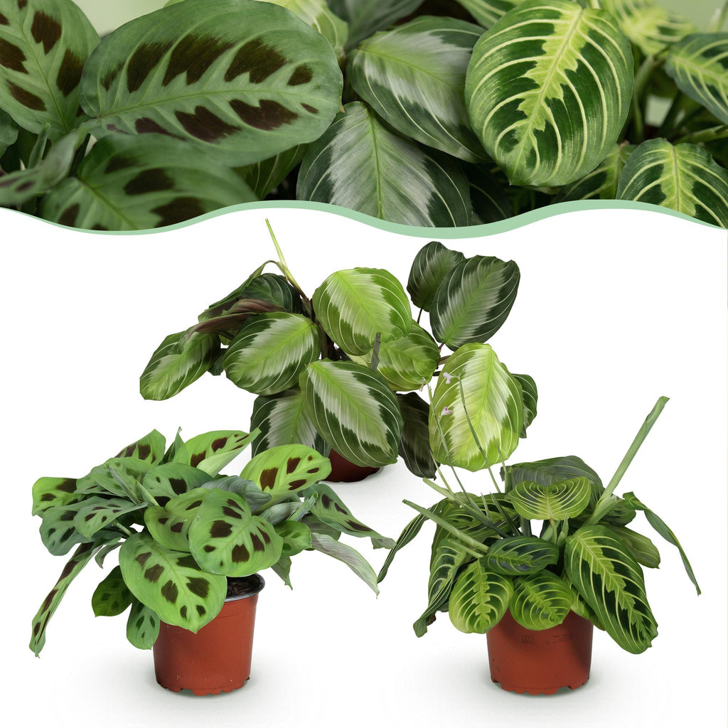 Green boutiQ - Kamerplant - Marantha Silverband, Marantha Lemon Lime Marantha Kerchoveana - Gebedsplant - Huisdiervriendelijke Plant - Groen - 3 Planten - Pot 12cm - Hoogte 25cm