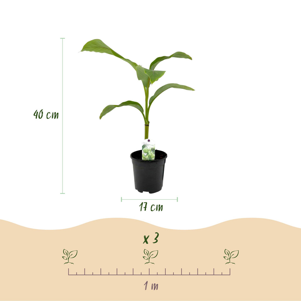 Green boutiQ - Fruitplant - Bananen plant - Musa Basjoo - Winterhard - 6 planten - Pot 17cm Hoogte 40cm