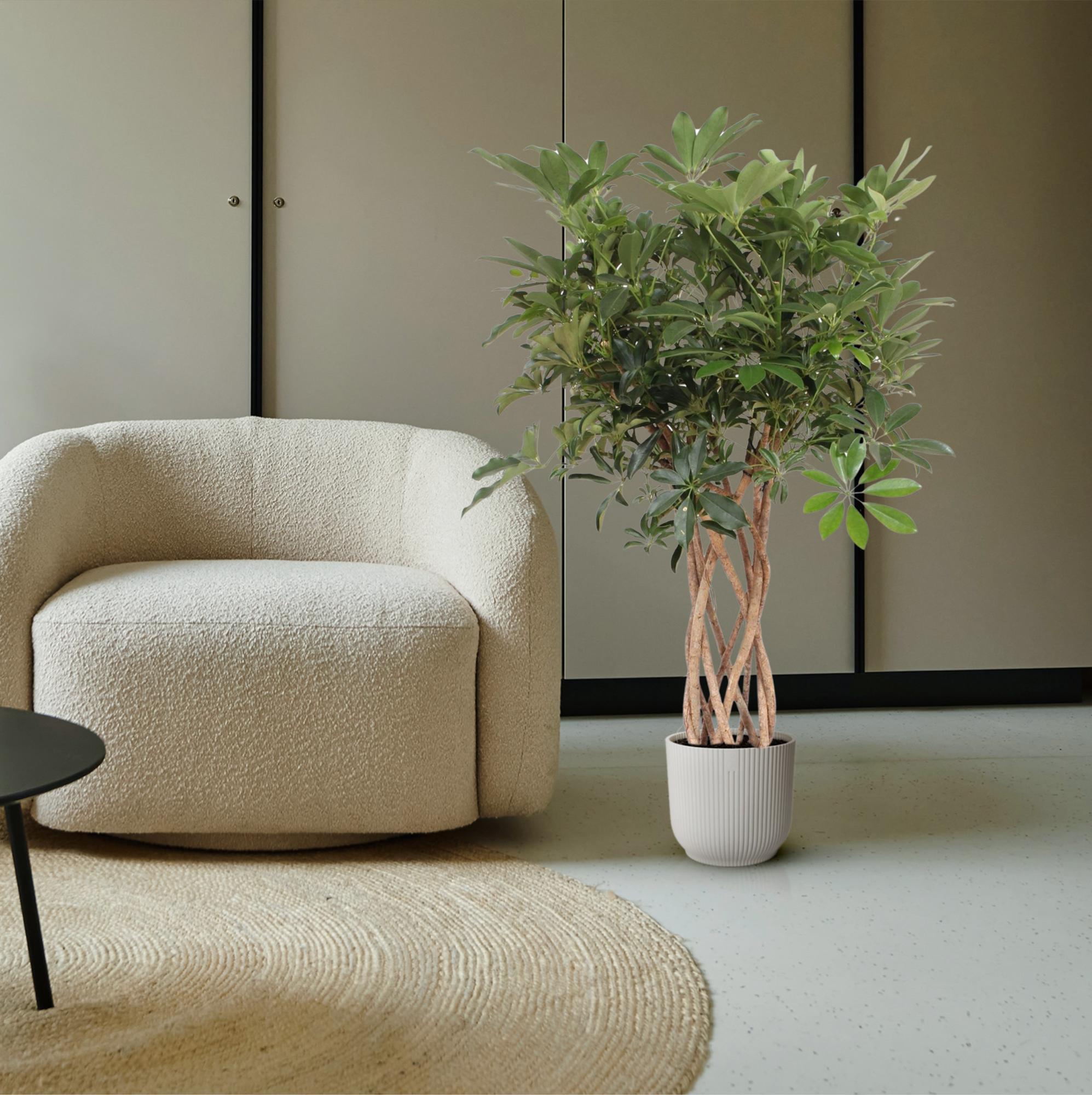 Schefflera Arboricola Compacta gevlochten stam - 130 cm - ø30