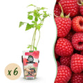 Green boutiQ - Fruitplanten - Framboos - Rubus idaeus Ottawa - Winterhard - 6 Planten - Pot 9 cm - Rode Framboos