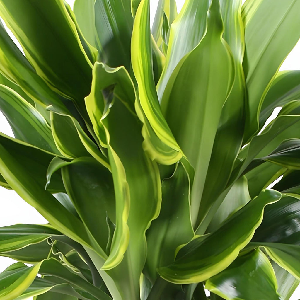 Green BoutiQ - Green is... Kamerplanten - Dracaena fragrans Golden Coast - Drakenbloedboom - Weinig onderhoud - Groen - 2 Planten - Pot 17cm - Hoogte 50-55cm