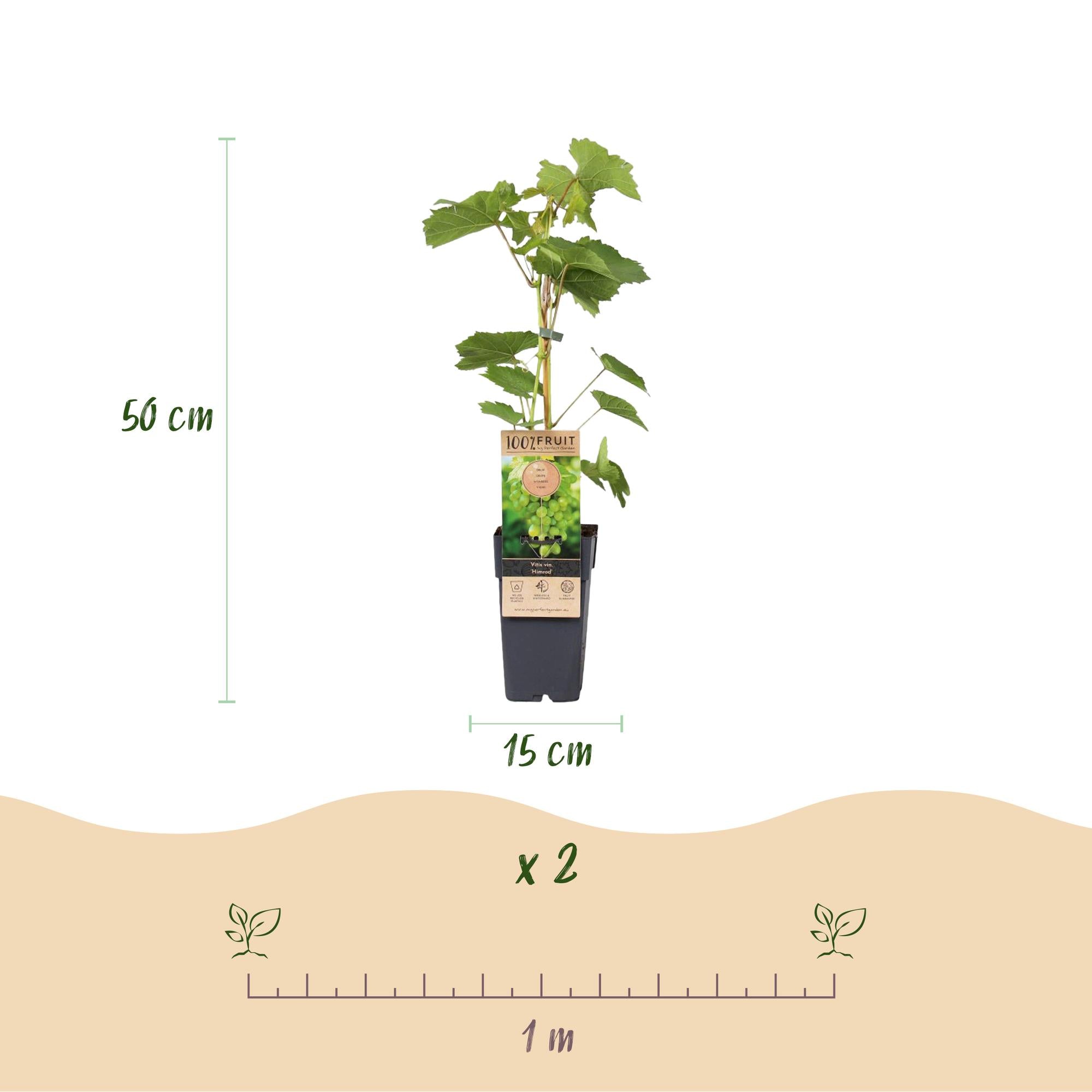 Green boutiQ - Fruitplant - Witte Druif -  Vitis vinifera Himrod - Pitloos - 2 planten - Pot 15cm Hoogte 50cm