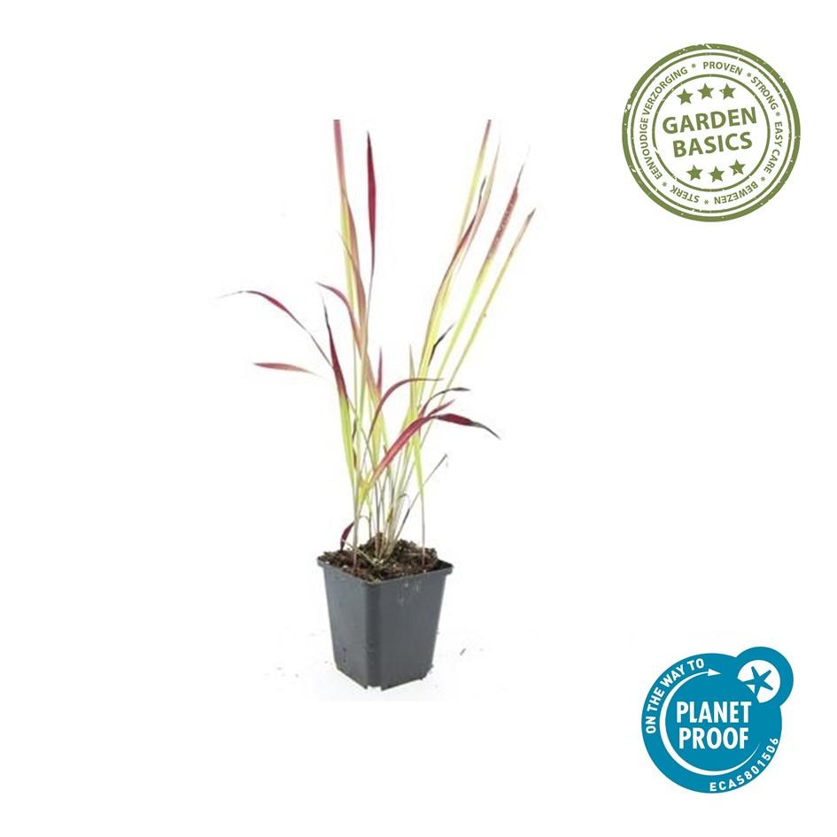 20x Imperata cylindrica 'Red Baron' - ↕10-25cm - Ø9cm