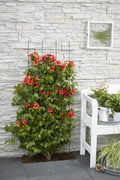 2x - Campsis Summer Jazz 'Fire Trumpet' - ↨65cm - Ø15