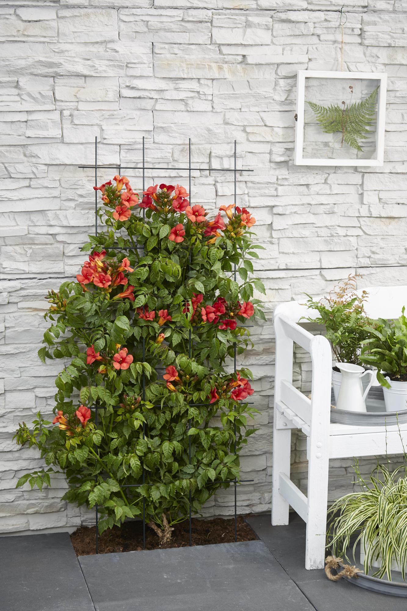 2x - Campsis Summer Jazz 'Fire Trumpet' - ↨65cm - Ø15
