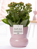 Kalanchoe Pink In P&PURE Plant Vase Maxima Pink - Ø12cm - ↕27cm