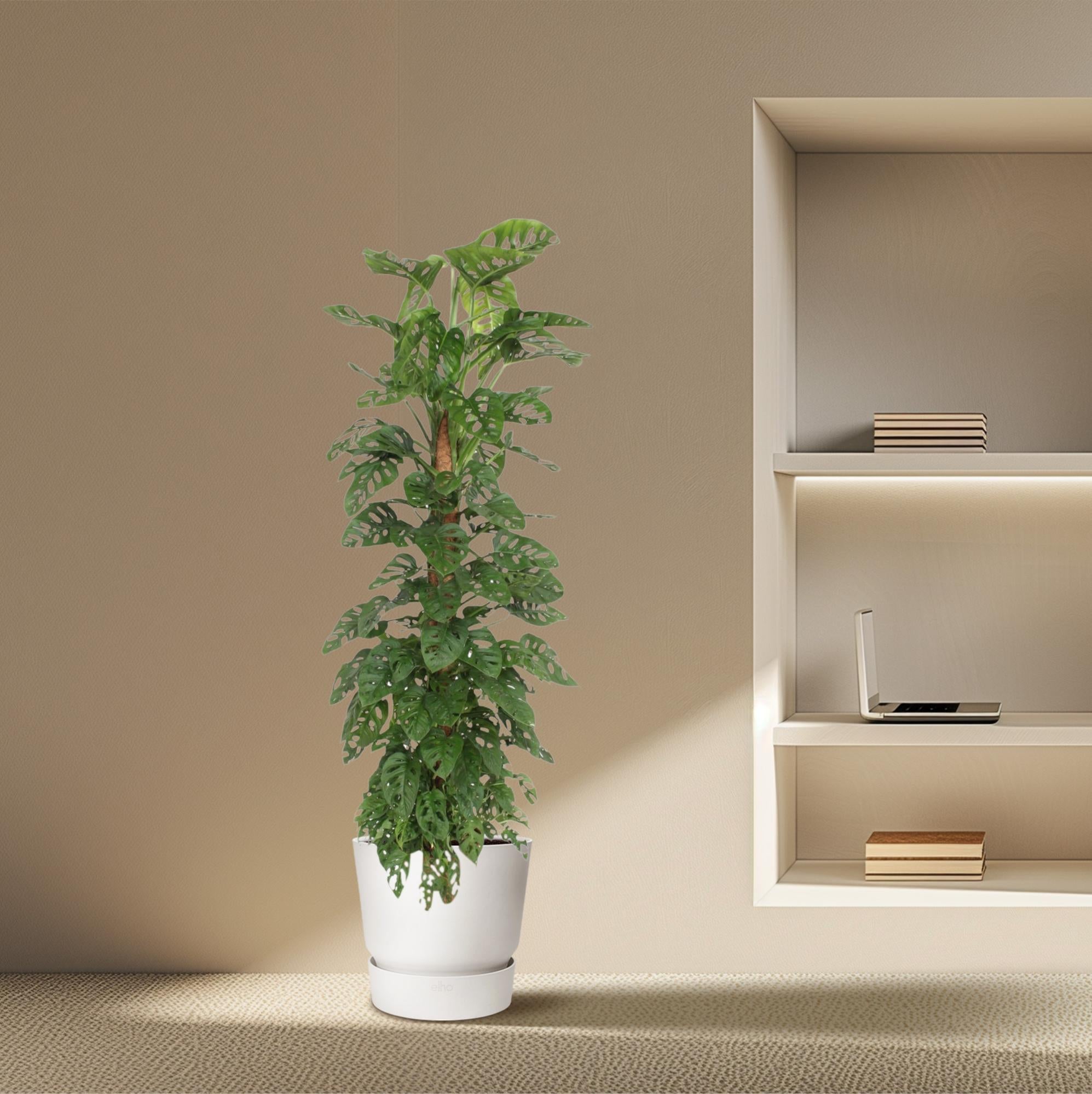 Monstera Monkey Leaf mosstok - 170 cm - ø27
