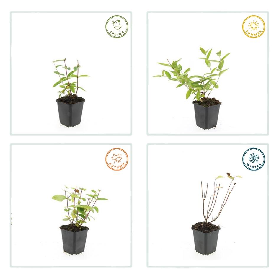 48x Hypericum inodorum 'Annebel' - ↕10-25cm - Ø9cm