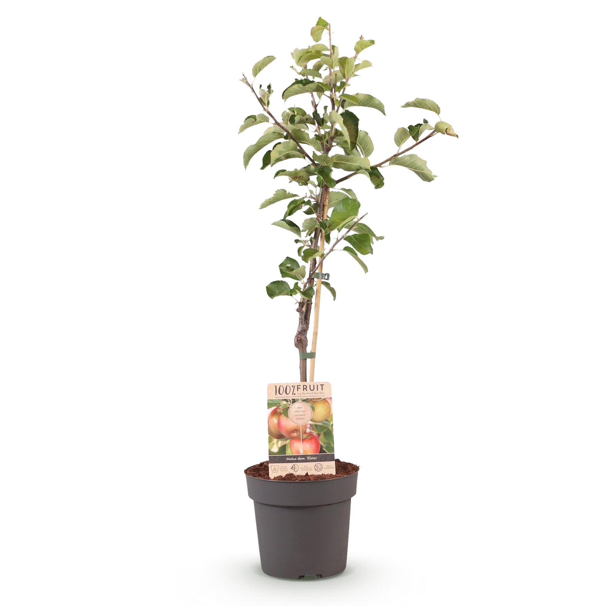 Green boutiQ - Fruitplant - Appelboom - Malus domestica Elstar - Rode groene Appel - Pot 21cm Hoogte 90cm