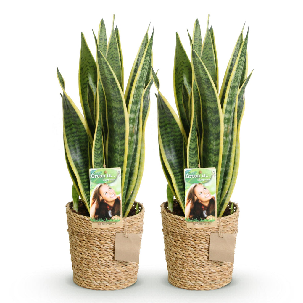 Green BoutiQ - Green is... Kamerplanten - Sanseveria Laurentii - Vrouwentong - Weinig onderhoud - met mand - Groen - 2 Planten - Pot 17cm - Hoogte 60-70cm