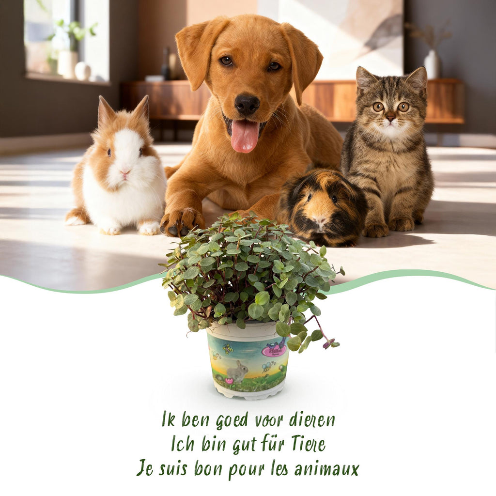 Green boutiQ - Kamerplant - Calissia repens - Kattengras - Huisdiervriendelijk - Groen - 2 Planten - Pot 12cm - Hoogte 17-20cm