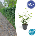 40x Hedera Hibernica - ↕10-25cm - Ø9cm