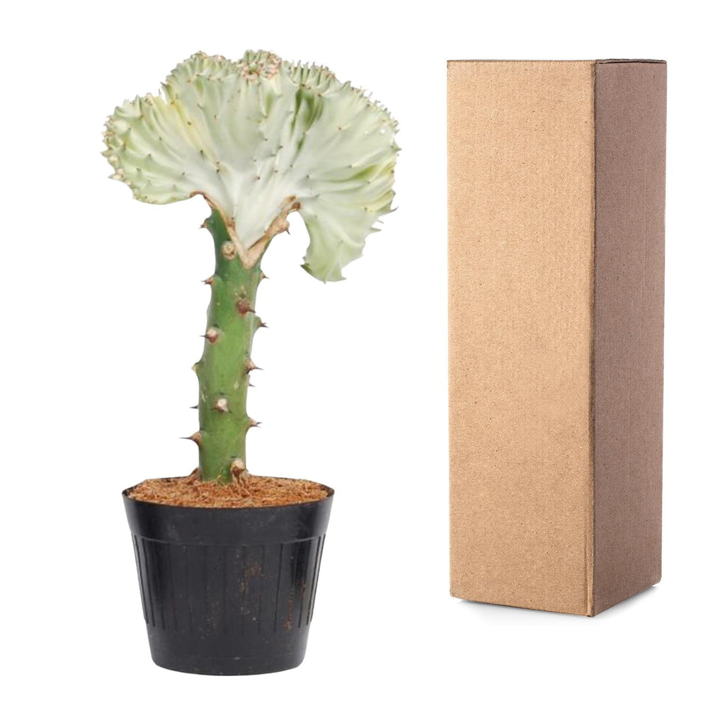 Euphorbia lactea Cristata wit - 30 cm - ø10,5