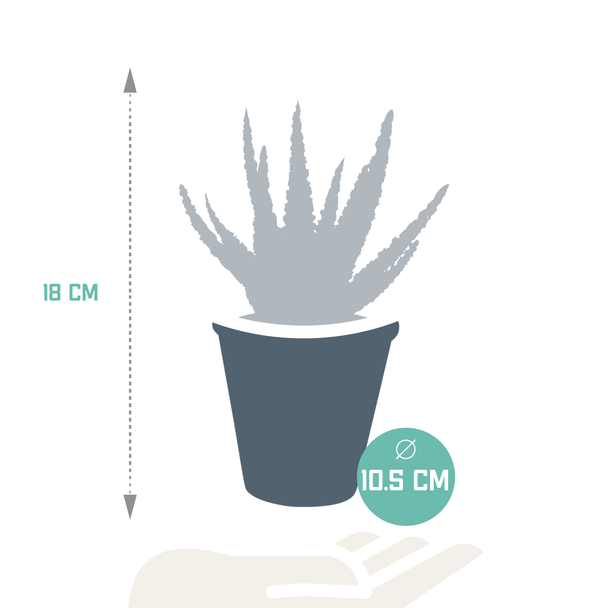 Aloë zebrina Dannyz 10,5cm - zonder pot