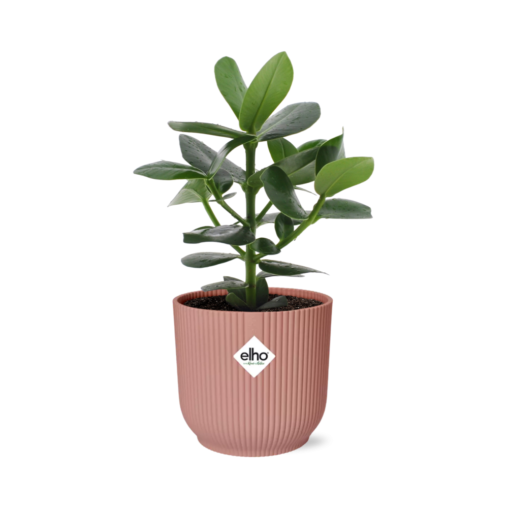 Clusia Princess in ELHO Vibes Fold 14cm roze