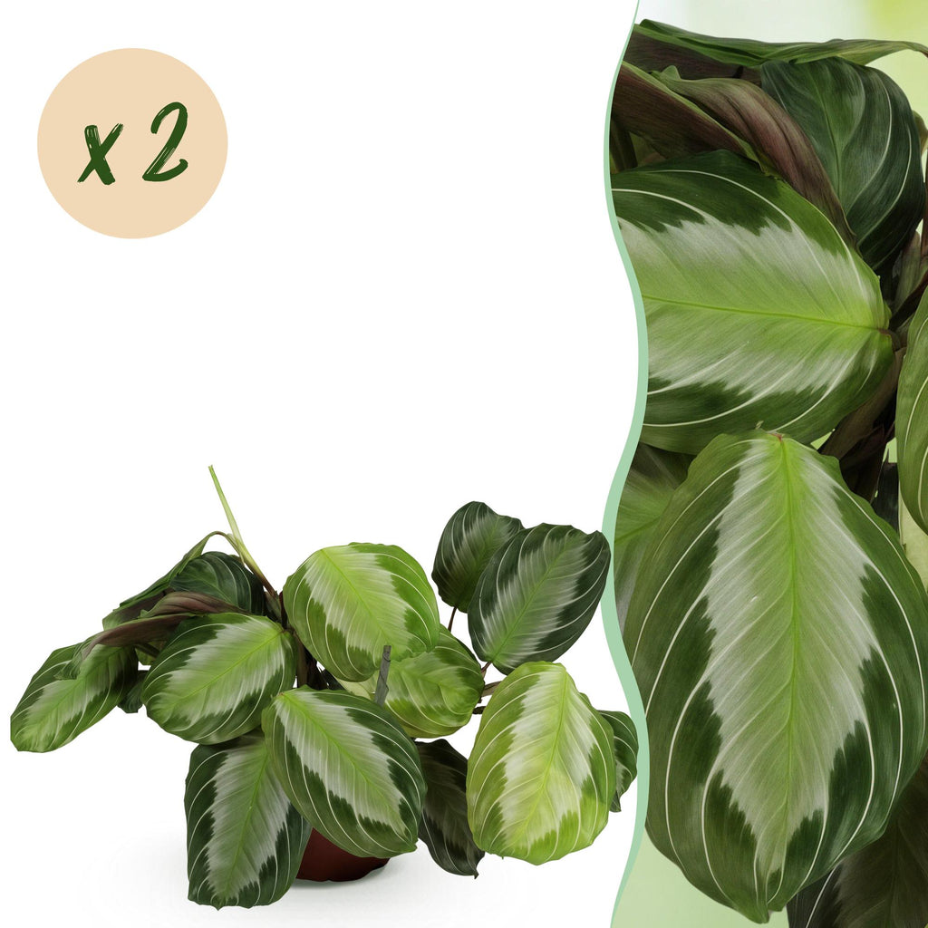 Green boutiQ - Kamerplant - Maranta Fascinator Silverband - Gebedsplant - Huisdiervriendelijk - Groen - 2 Planten - Pot 12cm - Hoogte 30-35cm