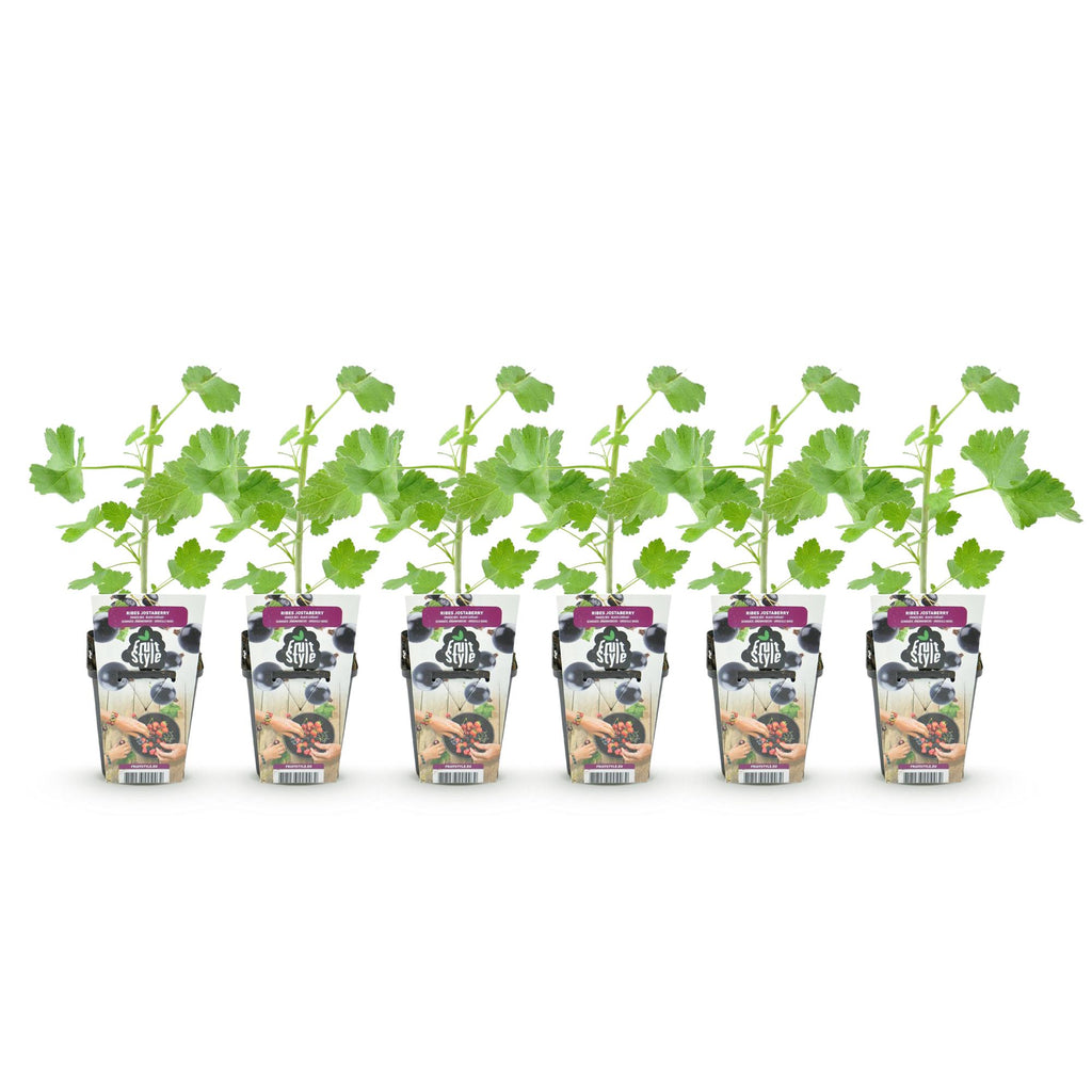 Green boutiQ - Fruitplanten - Jostabes - Ribes Jostabes - Winterhard - 6 Planten - Pot 9 cm - Zwarte Bes