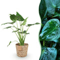 Green BoutiQ - Green is... Kamerplanten - Alocasia Cucullata - Boeddha,s hand - Weinig onderhoud - met mand - Groen - 1 Plant - Pot 21cm - Hoogte 65-70cm