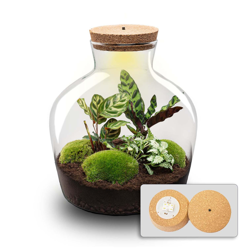 DIY Planten terrarium met licht -  Fat Joe - Ø 29 cm ↑ 30 cm - No tools