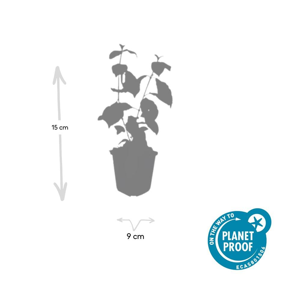 24x Cornus sang. 'Midwinter Fire' - ↕10-25cm - Ø9cm