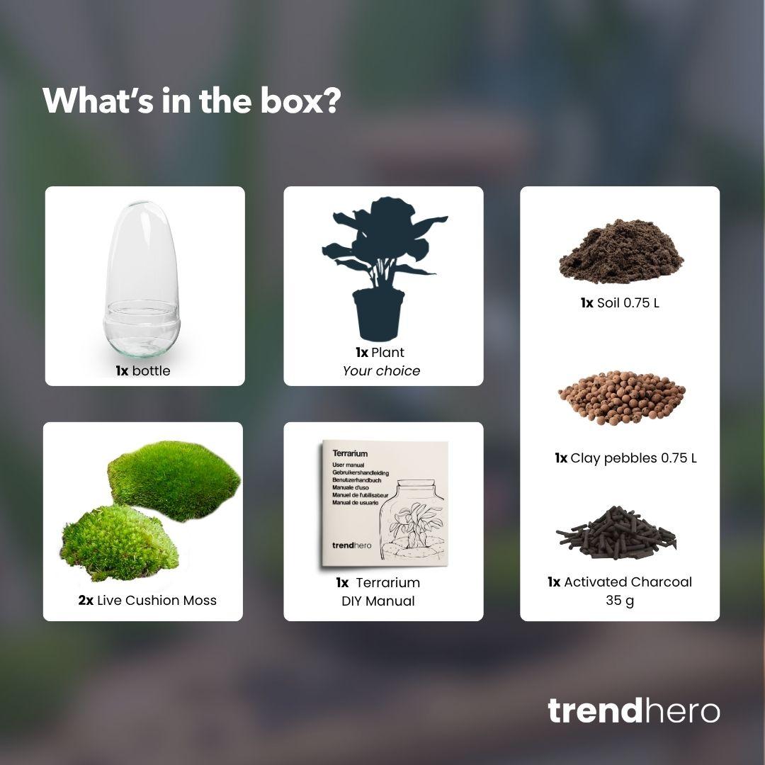 DIY Planten terrarium tweedelig bolglas - Egg Coffea - Ø 12 cm ↑ 25 cm