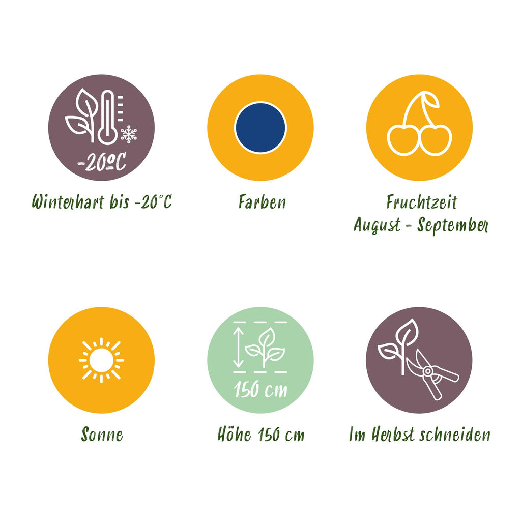 Green boutiQ - Fruitplanten - Blauwe Bes - Vaccinium macrophylla Early Black - Winterhard - 3 Planten - Pot 9 cm - Donker Rode  Bes