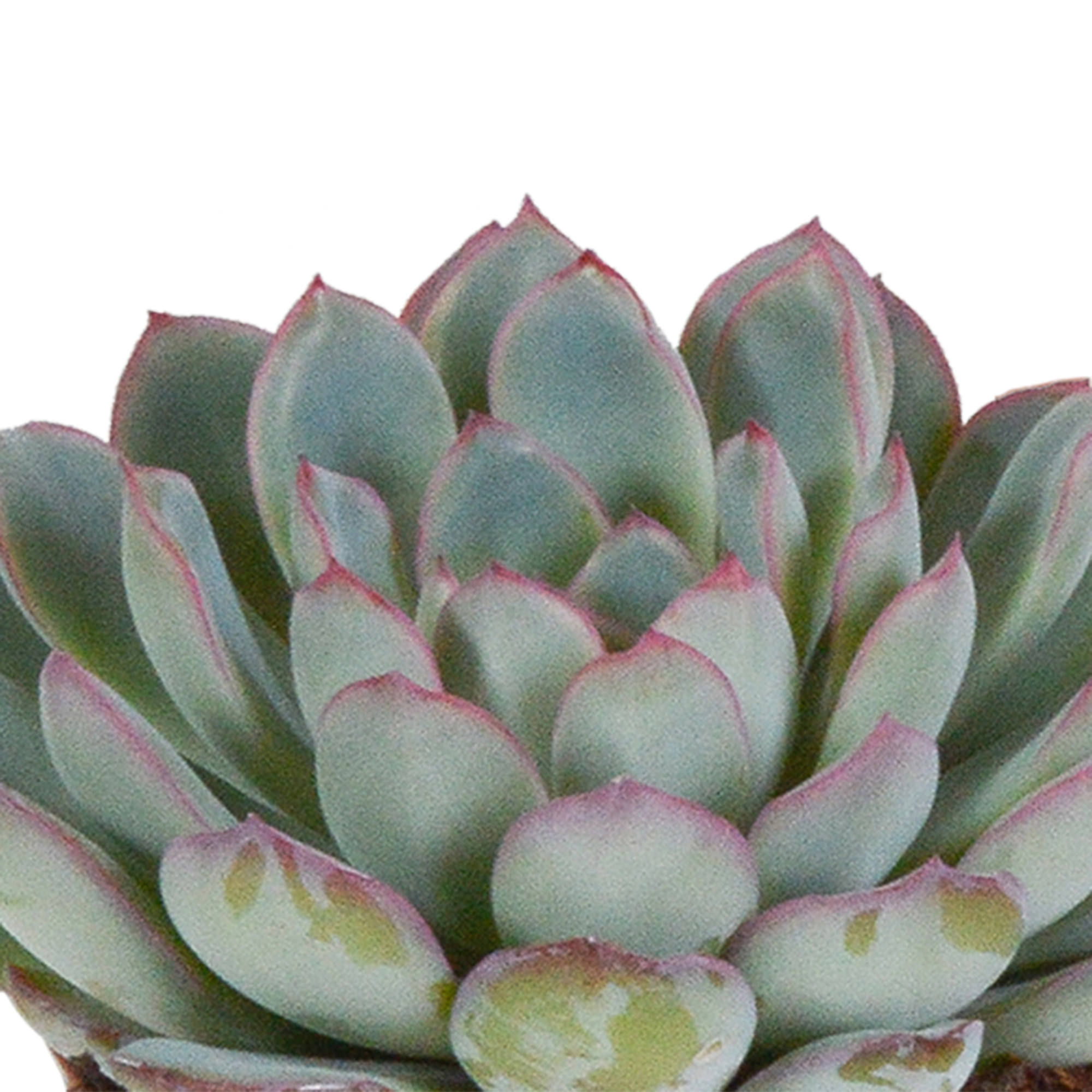 Echeveria mix 8.5 cm - 3x - in witte pot