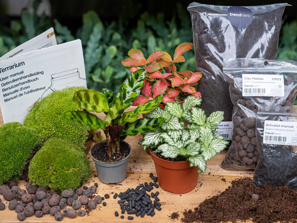 Planten terrarium navulling & startpakket - Calathea Lancifolia