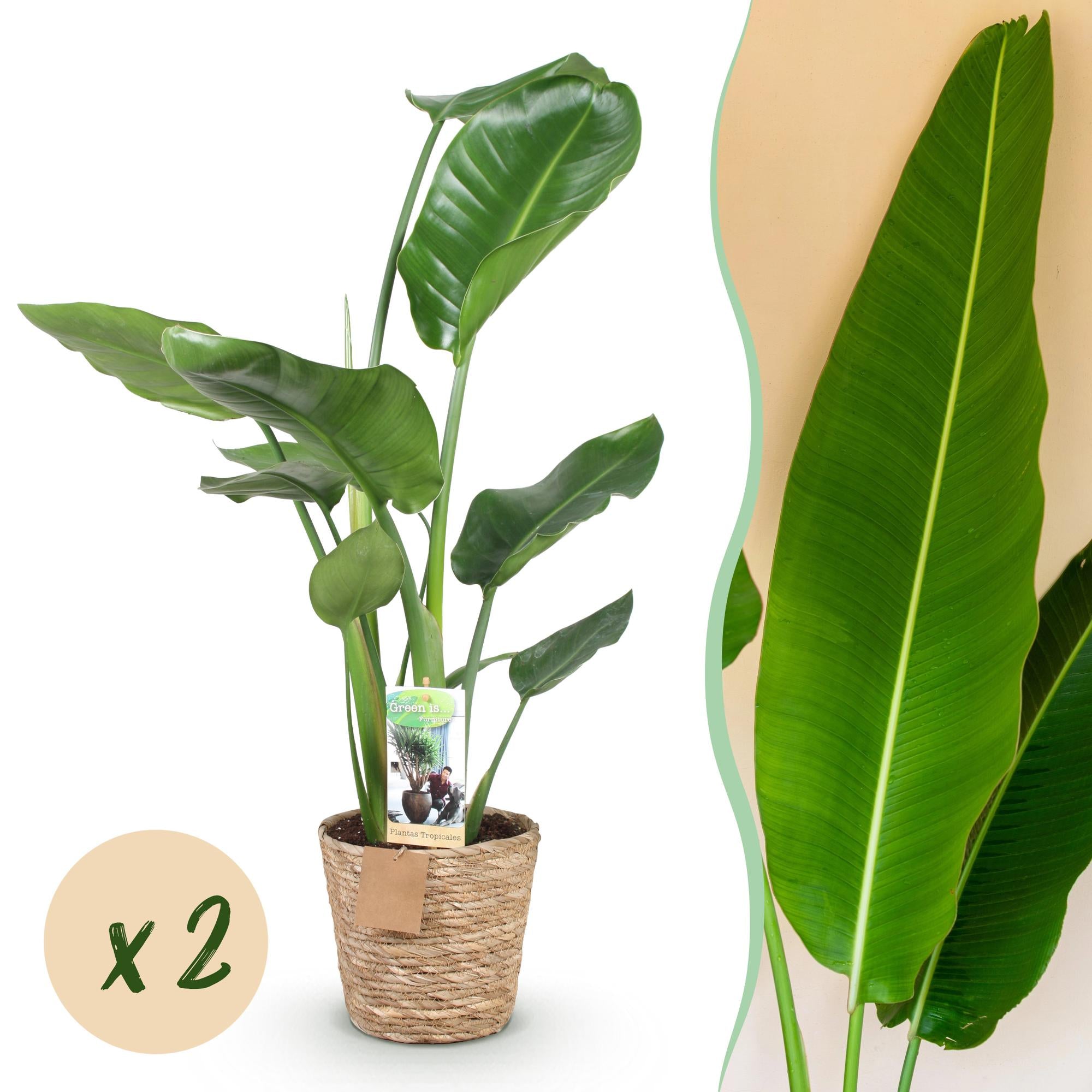 Green BoutiQ - Green is... Kamerplanten - Stelitzia Nicolai - Paradijsvogelbloem - Weinig onderhoud - met mand - Groen - 2 Planten - Pot 17cm - Hoogte 70-90cm