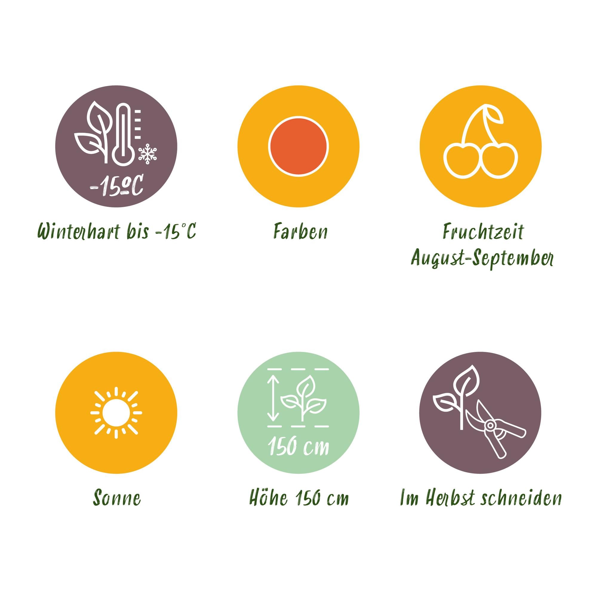 Green boutiQ - Fruitplanten - Goijbes - Lycium Barbarum - Winterhard - 6 Planten - Pot 9 cm - Oranje - Rode Vrucht