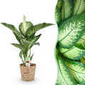 Green BoutiQ - Green is... Kamerplanten - Diefenbachia Tropic Snow - Dieffenbachia - Weinig onderhoud - met mand - Groen - 1 Plant - Pot 21cm - Hoogte 90-100cm