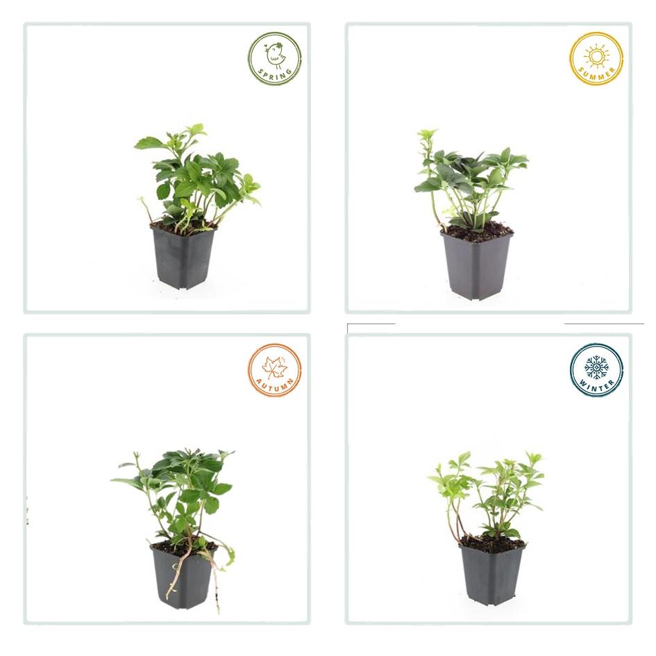 48x Pachysandra terminalis - ↕10-25cm - Ø9cm