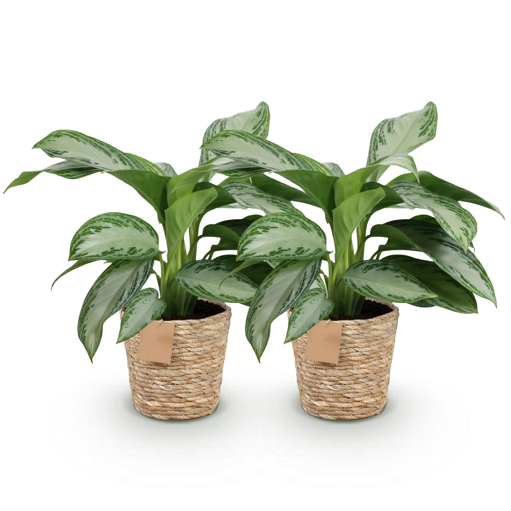 Green BoutiQ - Green is... Kamerplanten - Aglaonema Silver Bay - Zilverblad - Weinig onderhoud - met mand - Groen - 2 Planten - Pot 17cm - Hoogte 70-75cm