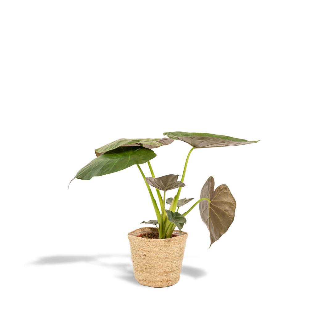 Alocasia Wentii - Ø19cm - ↕65cm + Mand Selin