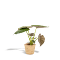 Alocasia Wentii - Ø19cm - ↕65cm + Mand Selin